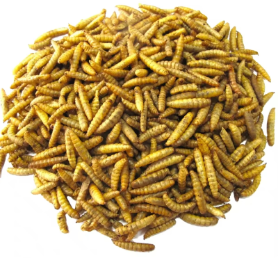 Mosca soldado negra (BSF) deshidratada